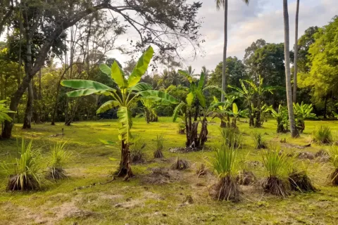 Land in Tabanan, Bali (17538) 4