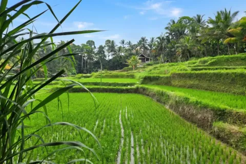 Land in Ubud, Gianyar, Bali (17275) 2