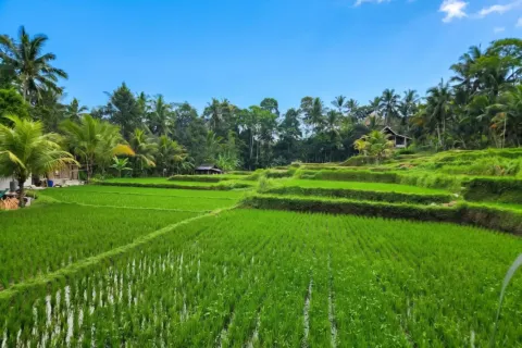 Land in Ubud, Gianyar, Bali (17275) 6