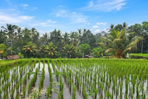 Land in Ubud, Gianyar, Bali (17275) 5