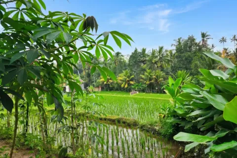 Land in Ubud, Gianyar, Bali (17275) 3