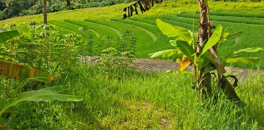 587m2 Land in Tabanan, Bali (14101)