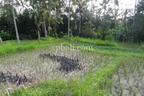 20252m2 Land in Ubud, Gianyar, Bali (975) 8