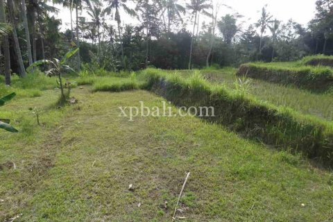 20252m2 Land in Ubud, Gianyar, Bali (975) 11
