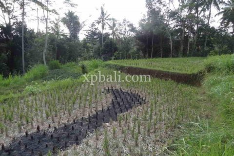 20252m2 Land in Ubud, Gianyar, Bali (975) 9