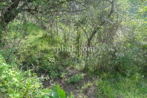 20252m2 Land in Ubud, Gianyar, Bali (975) 2