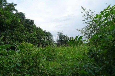 5330m2 Land in Karangasem, Karang Asem, Bali (8523) 3