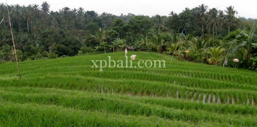 4650m2 Land in Tabanan, Bali (927)