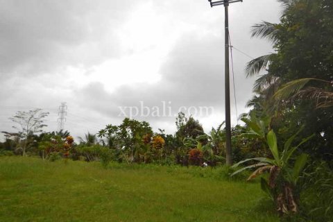 4650m2 Land in Tabanan, Bali (927) 4