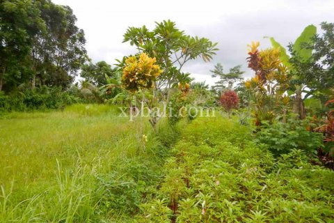 4650m2 Land in Tabanan, Bali (927) 6