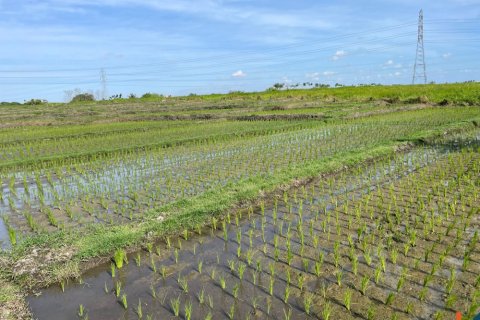 Land in Tabanan, Bali (12151) 2