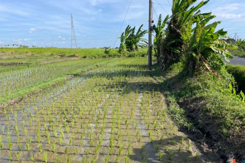 Land in Tabanan, Bali (12151) 3