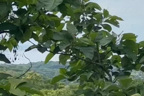 17600m2 Land in Lovina, Anturan, Buleleng, Bali (8506) 3