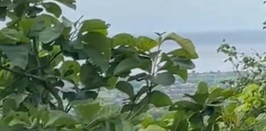 17600m2 Land in Lovina, Anturan, Buleleng, Bali (8506)