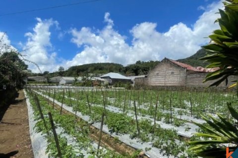 Land in Buleleng, Bali (12268) 2
