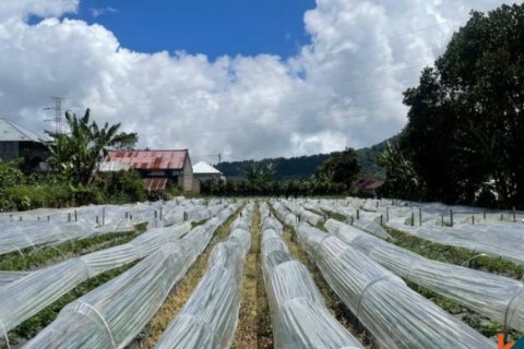 Tanah kavling di Buleleng, Bali (12268)
