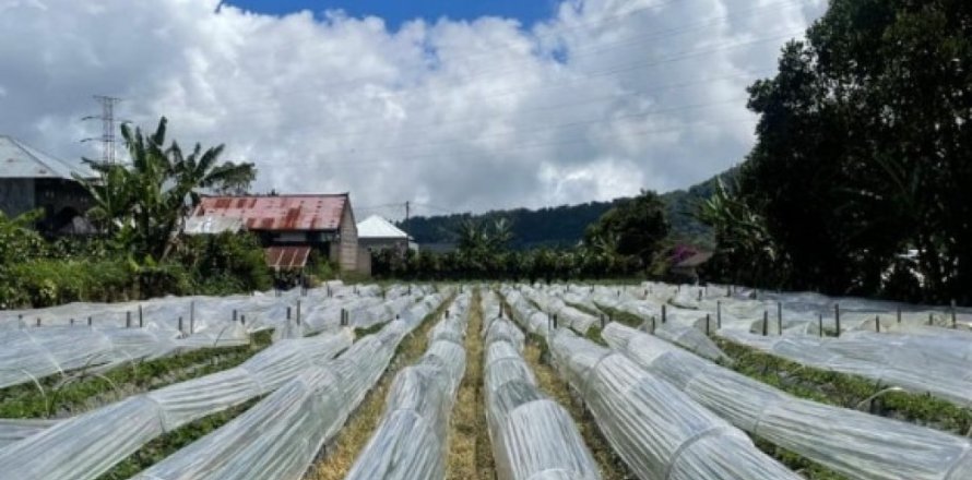 Land in Buleleng, Bali (12268)