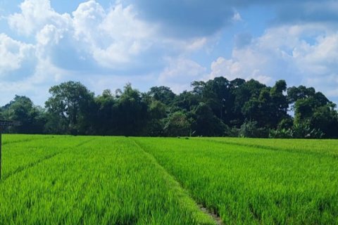 Land in Tabanan, Bali (12129) 4