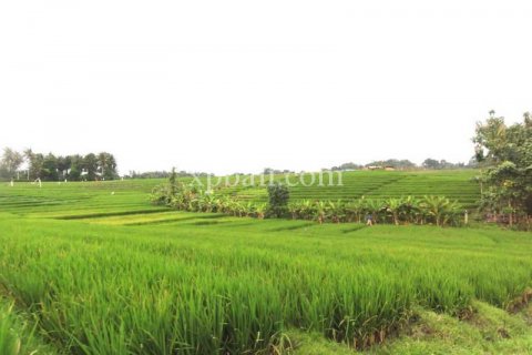 8400m2 Land in Tabanan, Bali (817) 5