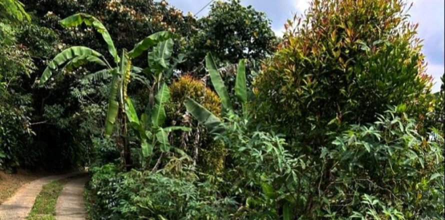 Land in Buleleng, Bali (12198)