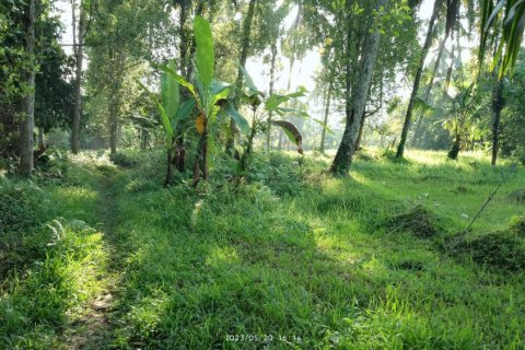 Land in Tabanan, Bali (12186) 2