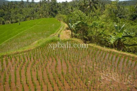 19200m2 Land in Tabanan, Bali (928) 7