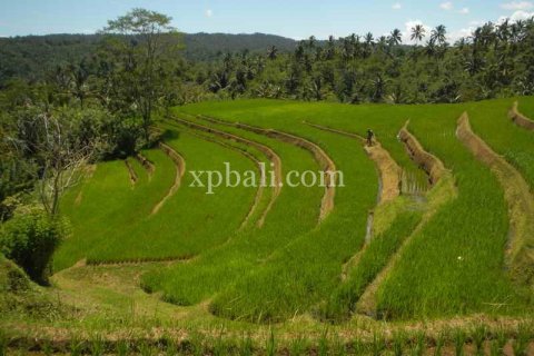 19200m2 Land in Tabanan, Bali (928) 6