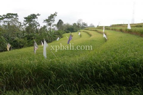 7450m2 Land in Tabanan, Bali (908) 6