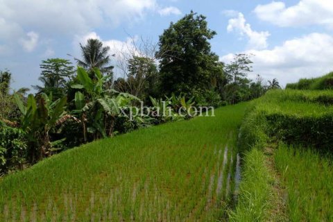 7450m2 Land in Tabanan, Bali (908) 2