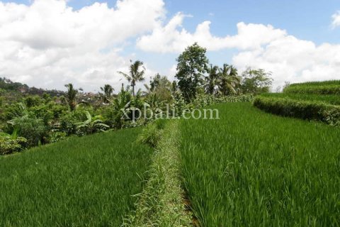 7450m2 Land in Tabanan, Bali (908) 7