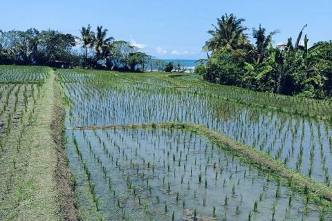 2630m2 Land in Tabanan, Bali (8763) 7
