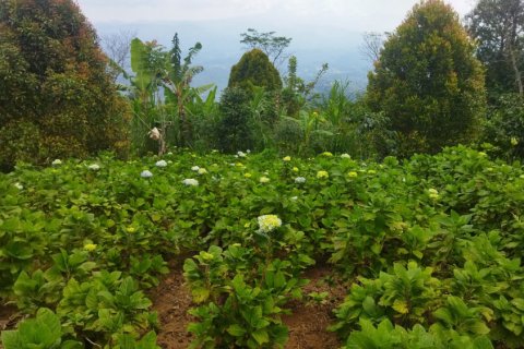 Land in Buleleng, Bali (11950) 4