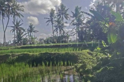 Land in Ubud, Gianyar, Bali (4786) 5