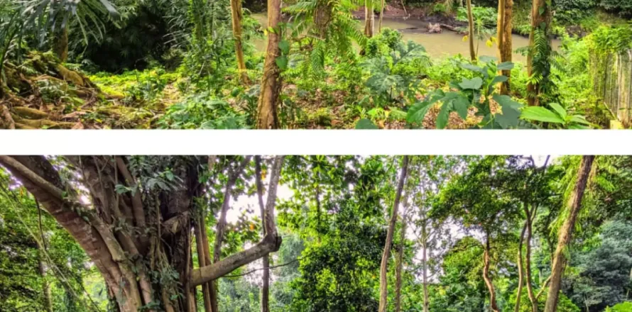 Land in Cepaka, Kediri, Tabanan, Bali (11393)
