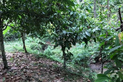 7260m2 Land in Tabanan, Bali (673) 8