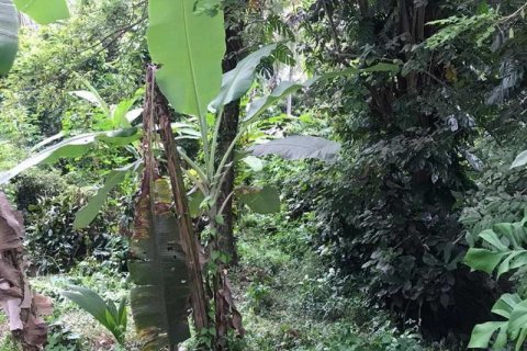 7260m2 Land in Tabanan, Bali (673) 12