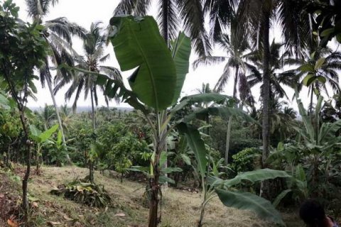 7260m2 Land in Tabanan, Bali (673) 11