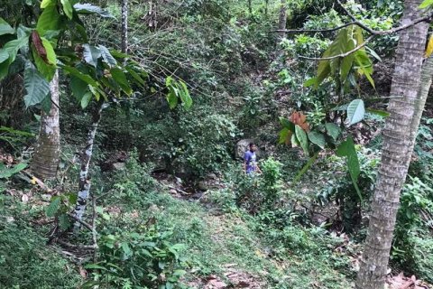 7260m2 Land in Tabanan, Bali (673) 7