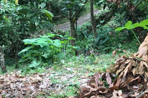 7260m2 Land in Tabanan, Bali (673) 16