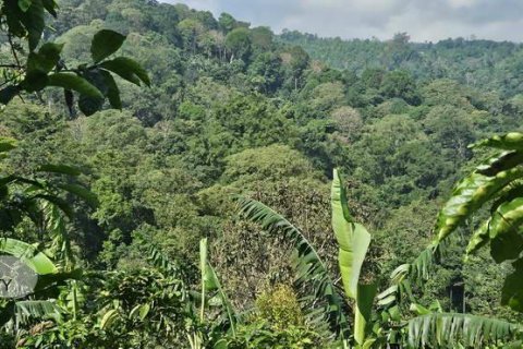 7475m2 Land in Lovina, Anturan, Buleleng, Bali (17092) 9