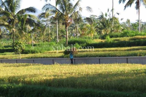 3930m2 Land in Ubud, Gianyar, Bali (981) 5