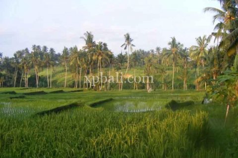 Tanah kavling 38000m2 di Ubud, Gianyar, Bali (986) 5