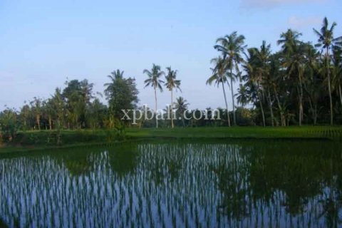 Tanah kavling 38000m2 di Ubud, Gianyar, Bali (986) 2