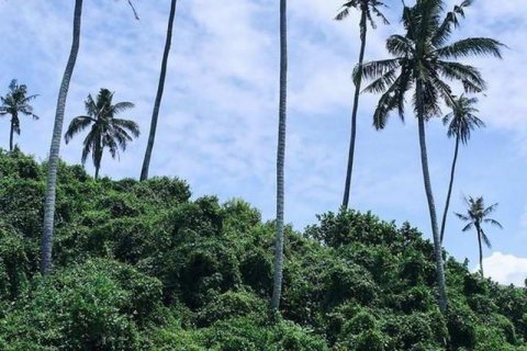 Tanah kavling 587m2 di Tabanan, Bali (9295) 5