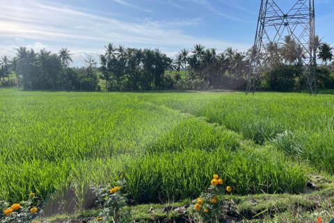 Land in Tabanan, Bali (12136) 3