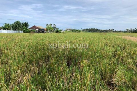 3800m2 Land in Tabanan, Bali (802) 19