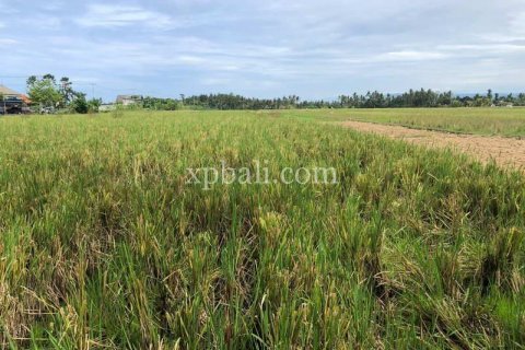 3800m2 Land in Tabanan, Bali (802) 11