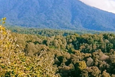 36300m2 Land in Buleleng, Bali (8718) 3