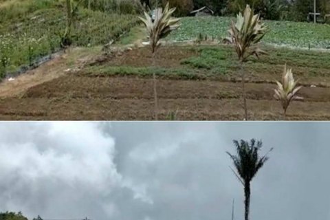 5000m2 Land in Buleleng, Bali (8719) 2