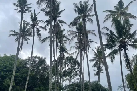 Land in Kediri, Tabanan, Bali (10859) 3